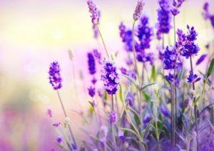 18697334 - lavender field